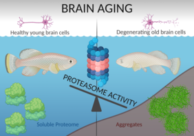 Brain aging
